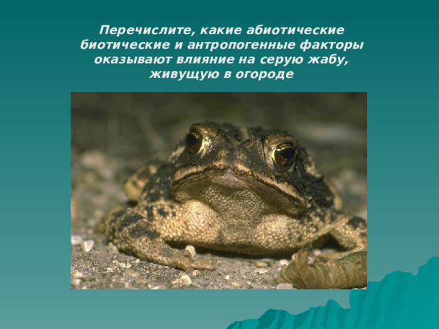 Перечислите, какие абиотические биотические и антропогенные факторы оказывают влияние на серую жабу, живущую в огороде 