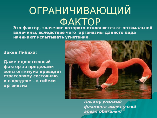 ОГРАНИЧИВАЮЩИЙ ФАКТОР Это фактор, значение которого отклоняется от оптимальной величины, вследствие чего организмы данного вида начинают испытывать угнетение . Закон Либиха:  Даже единственный фактор за пределами зоны оптимума приводит стрессовому состоянию и в пределе – к гибели организма Почему розовый фламинго имеет узкий ареал обитания? 