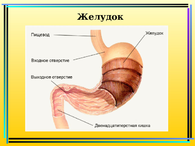 Желудок 