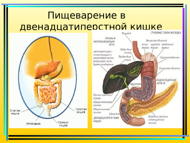 Пищеварение в двенадцатиперстной кишке 