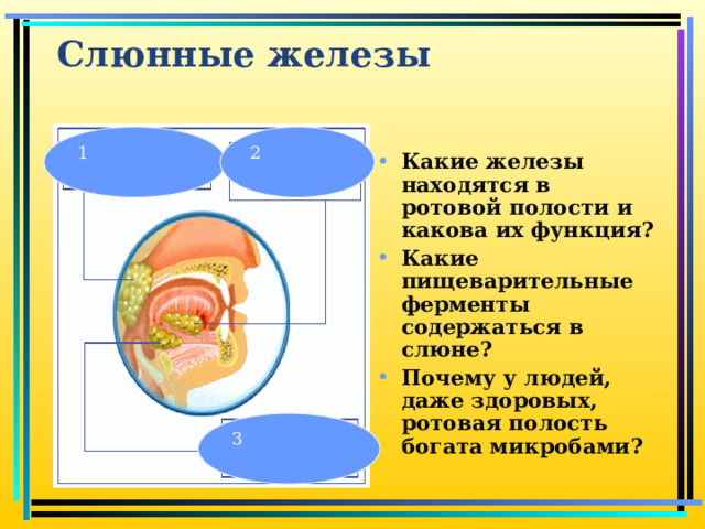 Слюнные  железы 1 2 Какие железы находятся в ротовой полости и какова их функция? Какие пищеварительные ферменты содержаться в слюне? Почему у людей, даже здоровых, ротовая полость богата микробами? Опыт:расщепление крахмала 3  