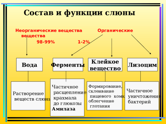Состав и функции слюны Неорганические вещества Органические вещества  98-99%      1-2%  Лизоцим Клейкое вещество Ферменты Вода Частичное  расщепление  крахмала  до глюкозы Амилаза Растворение  веществ слюны  Формирование, склеивание  пищевого комка, облегчение  глотания  Частичное  уничтожение  бактерий 