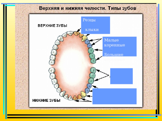 Резцы  клыки Малые коренные Большие коренные 
