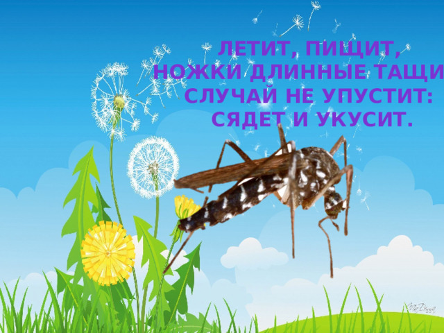 Летит, пищит, Ножки длинные тащит, Случай не упустит: Сядет и укусит. 