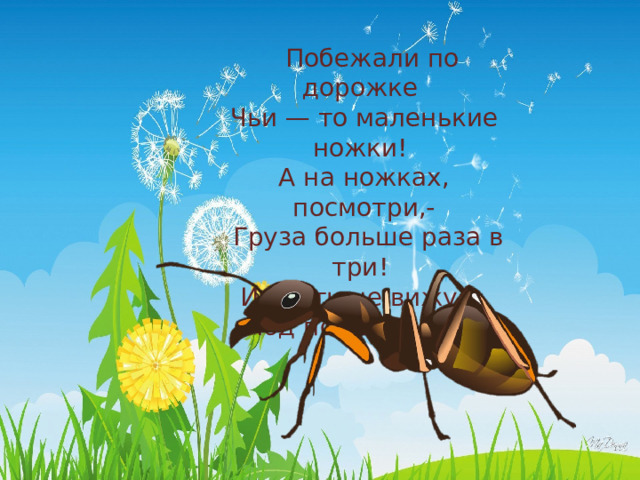   Побежали по дорожке Чьи — то маленькие ножки! А на ножках, посмотри,-  Груза больше раза в три! И почти не вижу я Под поклажей … .   
