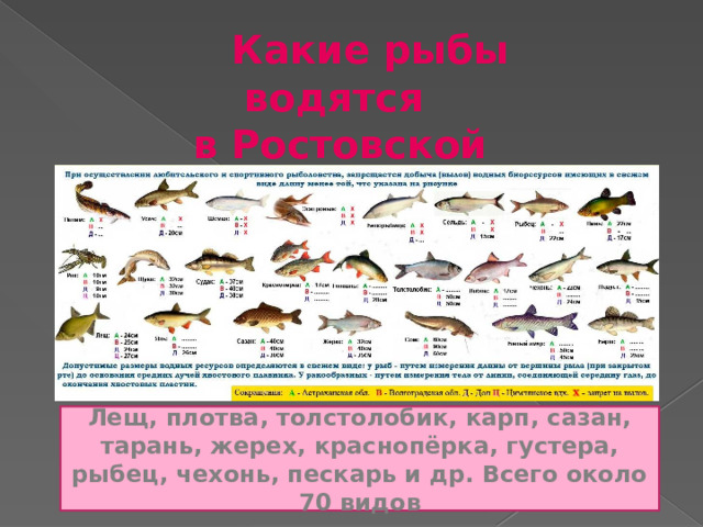   Какие рыбы водятся в Ростовской области?   Лещ, плотва, толстолобик, карп, сазан, тарань, жерех, краснопёрка, густера, рыбец, чехонь, пескарь и др. Всего около 70 видов 