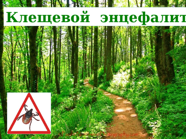 Клещевой энцефалит 