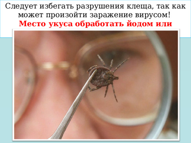 Следует избегать разрушения клеща, так как может произойти заражение вирусом! Место укуса обработать йодом или спиртом. 