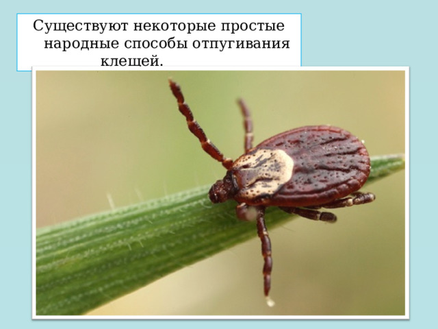 Существуют некоторые простые народные способы отпугивания клещей. 