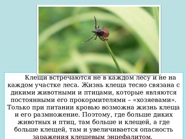  Клещи встречаются не в каждом лесу и не на каждом участке леса. Жизнь клеща тесно связана с дикими животными и птицами, которые являются постоянными его прокормителями – «хозяевами». Только при питании кровью возможна жизнь клеща и его размножение. Поэтому, где больше диких животных и птиц, там больше и клещей, а где больше клещей, там и увеличивается опасность заражения клещевым энцефалитом. 