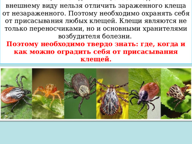 К счастью, не каждый клещ опасен. Однако по внешнему виду нельзя отличить зараженного клеща от незараженного. Поэтому необходимо охранять себя от присасывания любых клещей. Клещи являются не только переносчиками, но и основными хранителями возбудителя болезни. Поэтому необходимо твердо знать: где, когда и как можно оградить себя от присасывания клещей. 