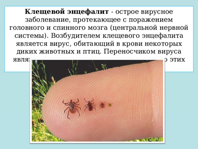Клещевой энцефалит  - острое вирусное заболевание, протекающее с поражением головного и спинного мозга (центральной нервной системы). Возбудителем клещевого энцефалита является вирус, обитающий в крови некоторых диких животных и птиц. Переносчиком вируса являются клещи, которые питаются кровью этих животных. 