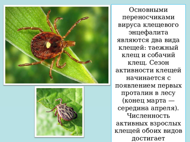 Основными переносчиками вируса клещевого энцефалита являются два вида клещей: таежный клещ и собачий клещ. Сезон активности клещей начинается с появлением первых проталин в лесу (конец марта — середина апреля). Численность активных взрослых клещей обоих видов достигает максимума к концу мая — началу июня, а затем постепенно снижается 