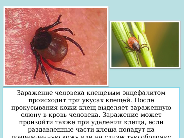 Заражение человека клещевым энцефалитом происходит при укусах клещей. После прокусывания кожи клещ выделяет зараженную слюну в кровь человека. Заражение может произойти также при удалении клеща, если раздавленные части клеща попадут на поврежденную кожу или на слизистую оболочку глаз. 