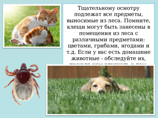 Тщательному осмотру подлежат все предметы, выносимые из леса. Помните, клещи могут быть занесены в помещения из леса с различными предметами: цветами, грибами, ягодами и т.д. Если у вас есть домашние животные - обследуйте их, прежде чем впускать в дом, они тоже могут переносить клещей. 