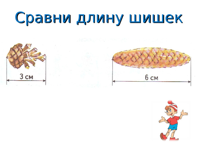 Сравни длину шишек 