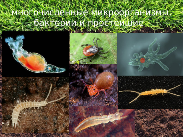 многочисленные микроорганизмы, бактерии и простейшие . 