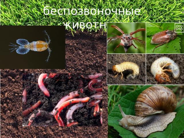 беспозвоночные животные 