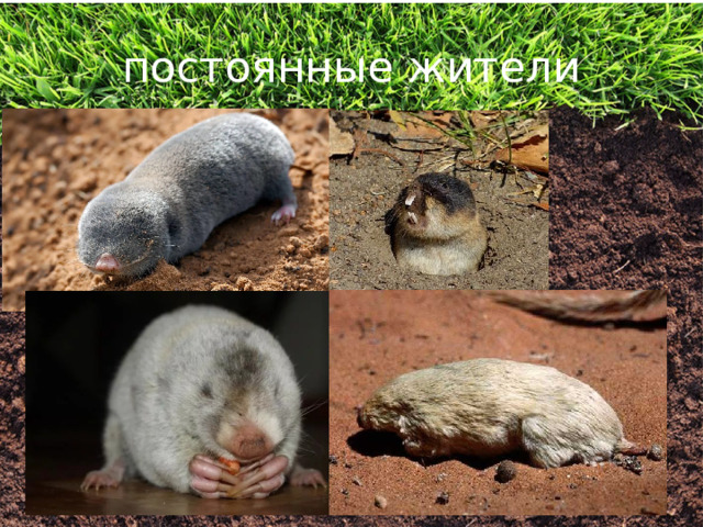 постоянные жители 