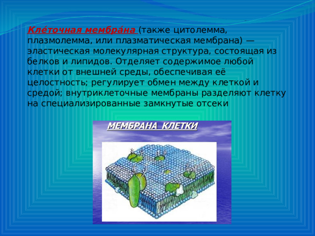 Кле́точная мембра́на (также цитолемма, плазмолемма, или плазматическая мембрана) — эластическая молекулярная структура, состоящая из белков и липидов. Отделяет содержимое любой клетки от внешней среды, обеспечивая её целостность; регулирует обмен между клеткой и средой; внутриклеточные мембраны разделяют клетку на специализированные замкнутые отсеки 