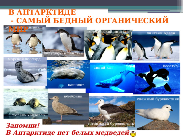 В Антарктиде  - самый бедный органический мир хохлатый пингвин королевский пингвин пингвин Адели папуанский пингвин морской леопард косатка синий кит кашалот поморник снежный буревестник тюлень Уэдделла гигантский буревестник Запомни! В Антарктиде нет белых медведей 
