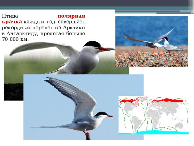 Птица полярная крачка  каждый год совершает рекордный перелет из Арктики в Антарктиду, пролетая больше 70 000 км. 