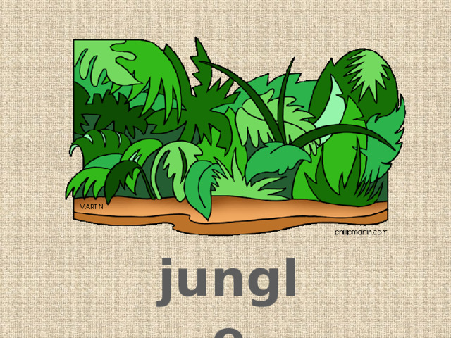 jungle 