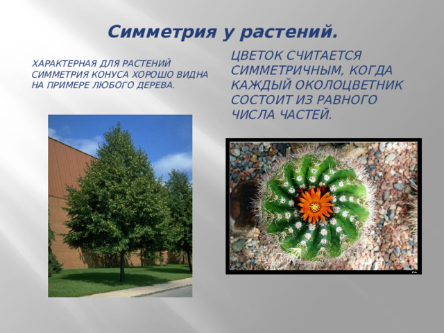 Симметрия у растений.    Характерная для растений симметрия конуса хорошо видна на примере любого дерева. Цветок считается симметричным, когда каждый околоцветник состоит из равного числа частей. 
