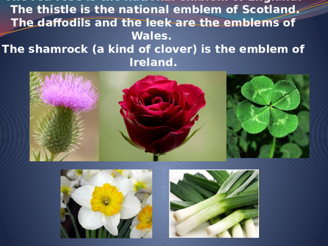 Every country has its own national emblem.  The red rose is the national emblem of England.  The thistle is the national emblem of Scotland.  The daffodils and the leek are the emblems of Wales.  The shamrock (a kind of clover) is the emblem of Ireland.    
