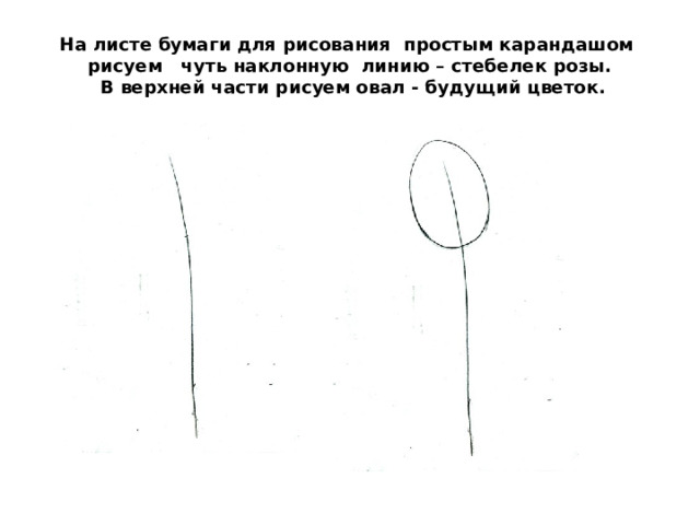 На листе бумаги для рисования  простым карандашом  рисуем   чуть наклонную  линию – стебелек розы.   В верхней части рисуем овал - будущий цветок. 
