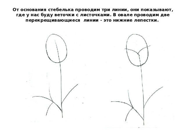 От основания стебелька проводим три линии, они показывают, где у нас буду веточки с листочками. В овале проводим две перекрещивающиеся  линии - это нижние лепестки.    