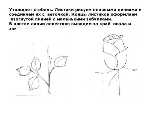 Утолщает стебель. Листики рисуем плавными линиями и соединяем их с  веточкой. Концы листиков оформляем  изогнутой линией с маленькими зубчиками.  В цветке линии лепестков выводим за край  овала и закругляем. 