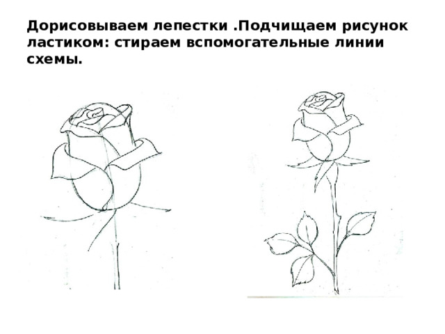 Дорисовываем лепестки .Подчищаем рисунок ластиком: стираем вспомогательные линии схемы. 