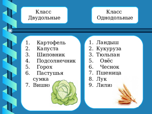 Класс Однодольные Класс Двудольные 1. Картофель 2. . Капуста 3. Шиповник 4. Подсолнечник 5. Горох 6. Пастушья сумка Ландыш Вишня Кукуруза Тюльпан 5. Овёс 6. Чеснок Пшеница Лук Лилия 