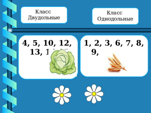 Класс Двудольные Класс Однодольные 4, 5, 10, 12, 13, 14,15 1, 2, 3, 6, 7, 8, 9, 11 