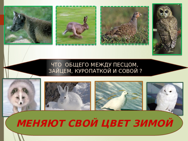 ЧТО ОБЩЕГО МЕЖДУ ПЕСЦОМ, ЗАЙЦЕМ, КУРОПАТКОЙ И СОВОЙ ? МЕНЯЮТ СВОЙ ЦВЕТ ЗИМОЙ 