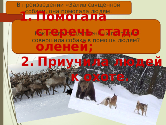 В произведении «Залив священной собаки, она помогала людям. Помогала стеречь стадо оленей; Приучила людей к охоте. Какие два существенных поступка совершила собака в помощь людям? 