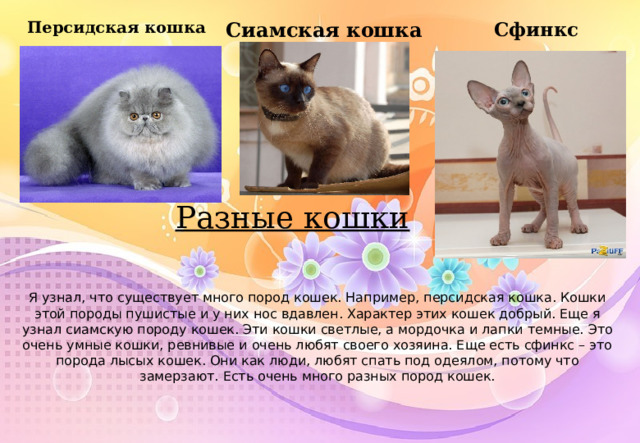 Сфинкс Персидская кошка Сиамская кошка Разные кошки Я узнала, что существует много пород кошек. Например, персидская кошка. Кошки этой породы пушистые и у них нос вдавлен. Характер этих кошек добрый. Еще я узнала сиамскую породу кошек. Эти кошки светлые, а мордочка и лапки темные. Это очень умные кошки, ревнивые и очень любят своего хозяина. Есть простая русская голубая кошка. Ее так назвали, потому что шерсть у нее голубого цвета. Еще есть сфинкс – это порода лысых кошек. Они как люди, любят спать под одеялом, потому что замерзают. Еще есть породы кошек, которые похожи на собак. Это кошка-такса и пудель кет. Пудель кет такой же кудрявый как пудель. Я узнал, что существует много пород кошек. Например, персидская кошка. Кошки этой породы пушистые и у них нос вдавлен. Характер этих кошек добрый. Еще я узнал сиамскую породу кошек. Эти кошки светлые, а мордочка и лапки темные. Это очень умные кошки, ревнивые и очень любят своего хозяина. Еще есть сфинкс – это порода лысых кошек. Они как люди, любят спать под одеялом, потому что замерзают. Есть очень много разных пород кошек.   