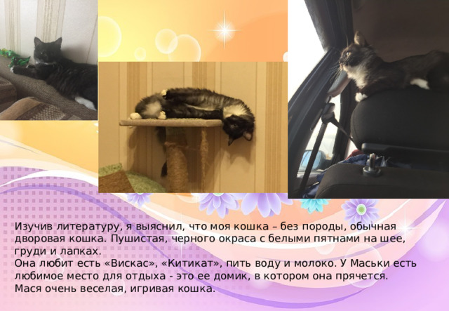 Изучив литературу, я выяснила, что моя кошка - это обычной русской породы. Гладкошерстная, черного окраса. Она любит есть рыбу, «Вискас», «Китикат» и пить воду. Маня любит кататься в кукольной коляске, спит она со мной или с папой, или на кресле. У Маньки есть любимая игра в резиночку. Она приносит ее в зубах и кладет на пол, а я или папа кидает резинку и Манька бежит за ней, берет ее и снова несет. Маня очень веселая, игривая кошка. Я ее очень люблю. Изучив литературу, я выяснил, что моя кошка – без породы, обычная дворовая кошка. Пушистая, черного окраса с белыми пятнами на шее, груди и лапках. Она любит есть «Вискас», «Китикат», пить воду и молоко. У Маськи есть любимое место для отдыха - это ее домик, в котором она прячется. Мася очень веселая, игривая кошка.  