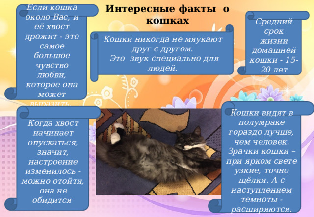 Если кошка около Вас, и её хвост дрожит - это самое большое чувство любви, которое она может выразить. Интересные факты о кошках Средний срок жизни домашней кошки - 15-20 лет Кошки никогда не мяукают друг с другом. Это звук специально для людей. Кошки видят в полумраке гораздо лучше, чем человек. Зрачки кошки –при ярком свете узкие, точно щёлки. А с наступлением темноты - расширяются. Когда хвост начинает опускаться, значит, настроение изменилось - можно отойти, она не обидится  