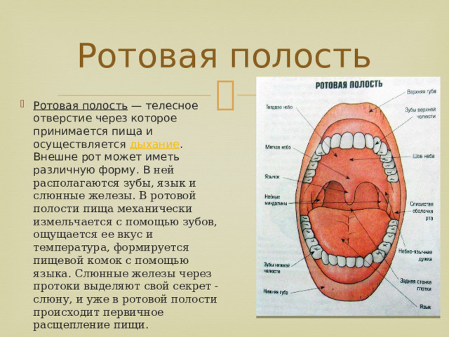 Ротовая полость Ротовая полость  — телесное отверстие через которое принимается пища и осуществляется  дыхание . Внешне рот может иметь различную форму. В ней располагаются зубы, язык и слюнные железы. В ротовой полости пища механически измельчается с помощью зубов, ощущается ее вкус и температура, формируется пищевой комок с помощью языка. Слюнные железы через протоки выделяют свой секрет - слюну, и уже в ротовой полости происходит первичное расщепление пищи. 