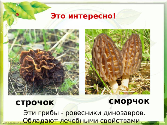 Узнайте, какие грибы собирает Маша 1 вариант 35 9  32 4 20 48 50 ч т о с р к и 2 вариант 35 9 32 4 20 48 50 о к р и ч м с 