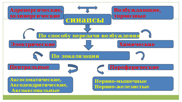 Адренергические, Возбуждающие, холинергические тормозные синапсы 6 По способу передачи возбуждения Электрические Химические По локализации Центральные Переферические  Нервно-мышечные Аксосоматические, Нервно-железистые Аксодендритические,  Аксоаксональные 
