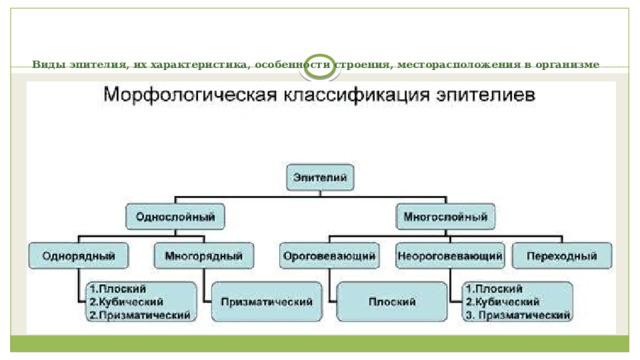 Виды эпителия, их характеристика, особенности строения, месторасположения в организме   