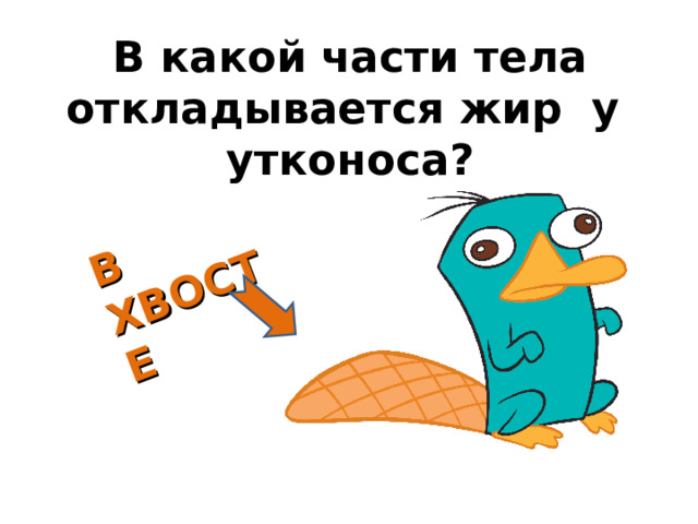 В ХВОСТЕ В какой части тела откладывается жир у утконоса?