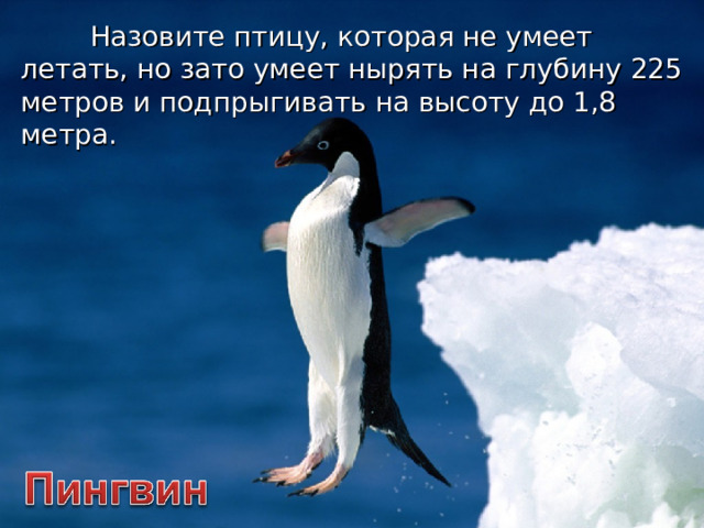 Назовите птицу, которая не умеет летать, но зато умеет нырять на глубину 225 метров и подпрыгивать на высоту до 1,8 метра.