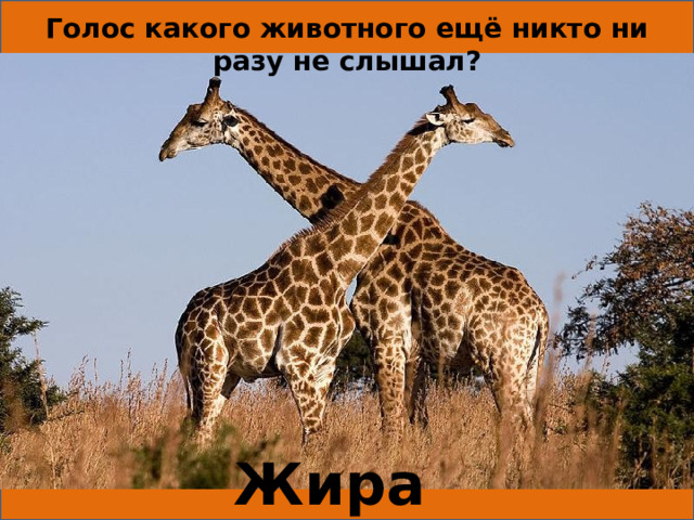 Голос какого животного ещё никто ни разу не слышал? Жирафа