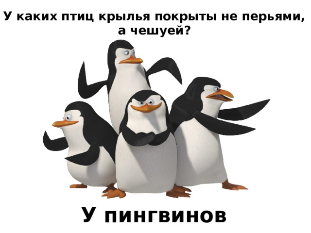 У каких птиц крылья покрыты не перьями, а чешуей?   У пингвинов