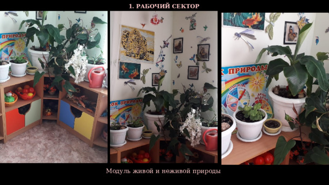  1. РАБОЧИЙ СЕКТОР  Модуль живой и неживой природы  