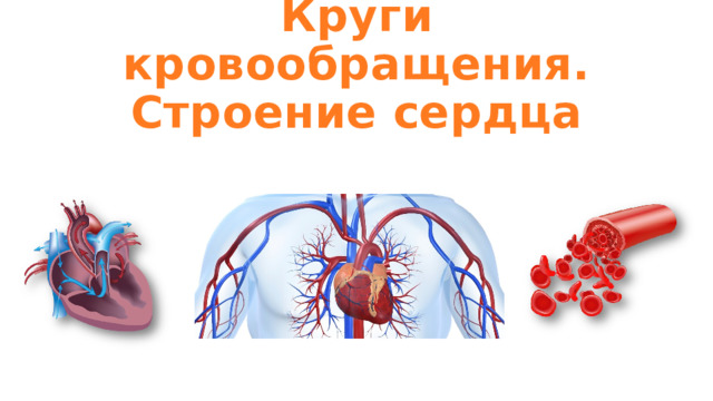 Круги кровообращения.  Строение сердца 